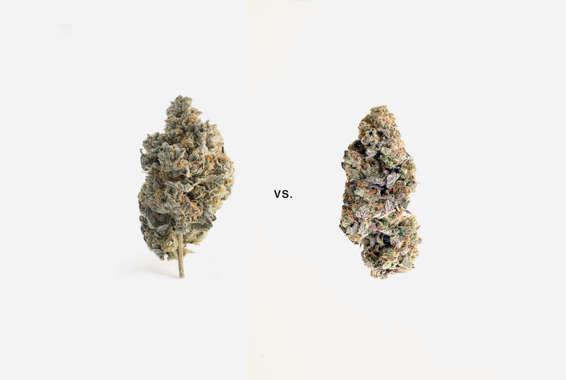 What Is The Difference Between Sativa vs Indica?