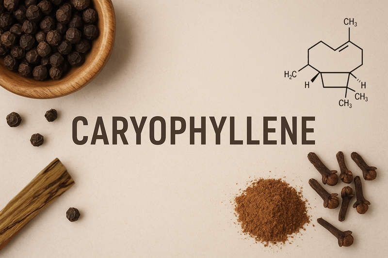 Terpenes Tour: Caryophyllene - The Spicy Terpene