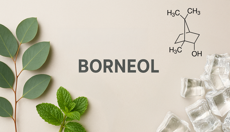 Terpenes Tour: Borneol - The Cooling Terpene