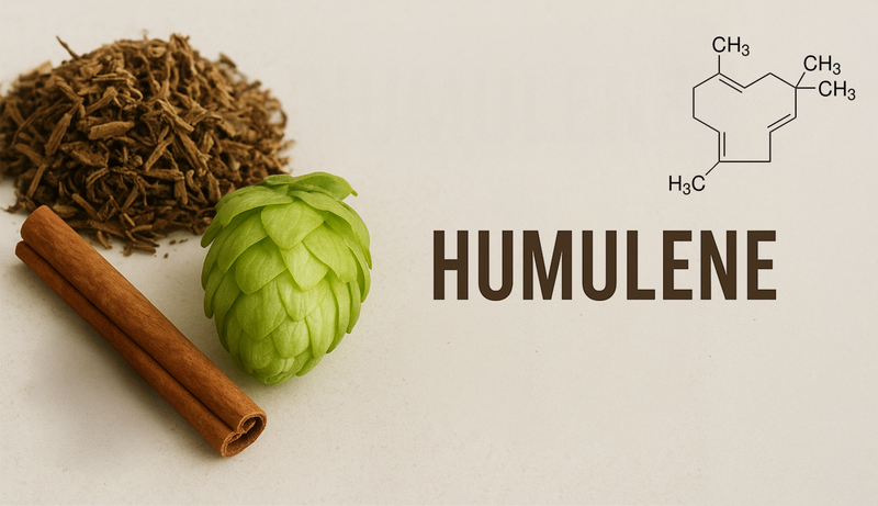 Terpenes Tour: Humulene - The Energizing Terpene