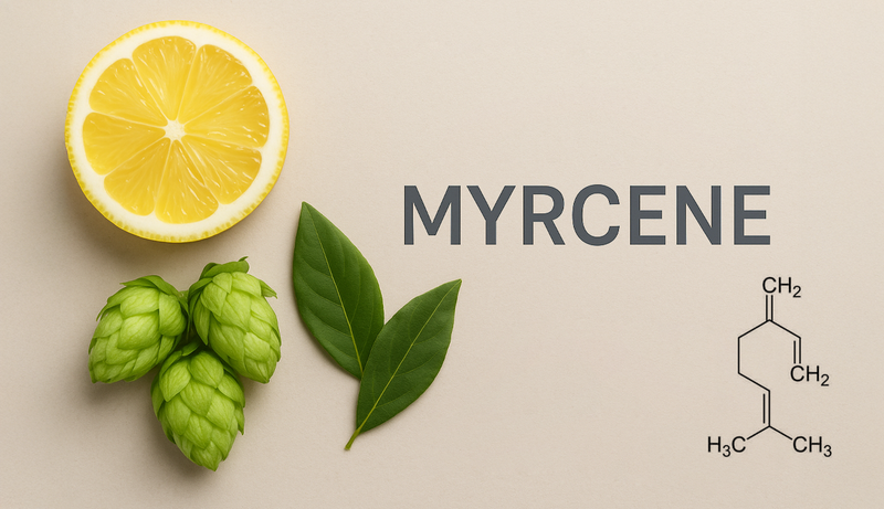 Terpenes Tour: Myrcene - The Hoppy Terpene
