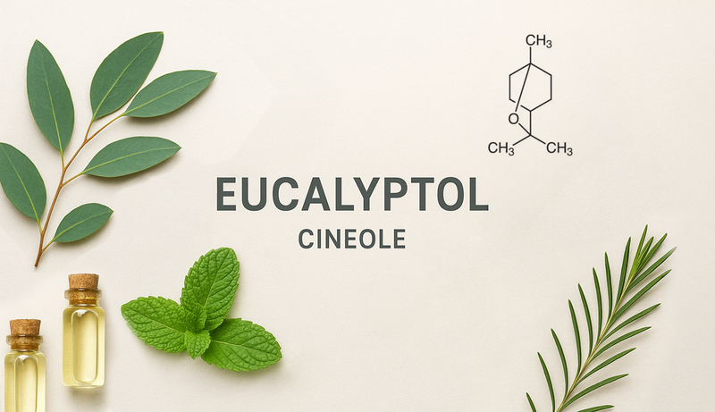 Terpenes Tour: Eucalyptol (Cineole) - The Herbal Terpene