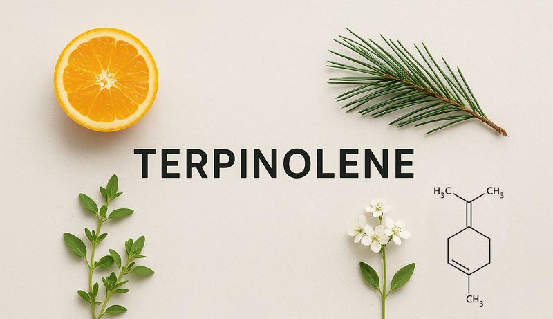 Terpenes Tour: Terpinolene - The Floral Terpene
