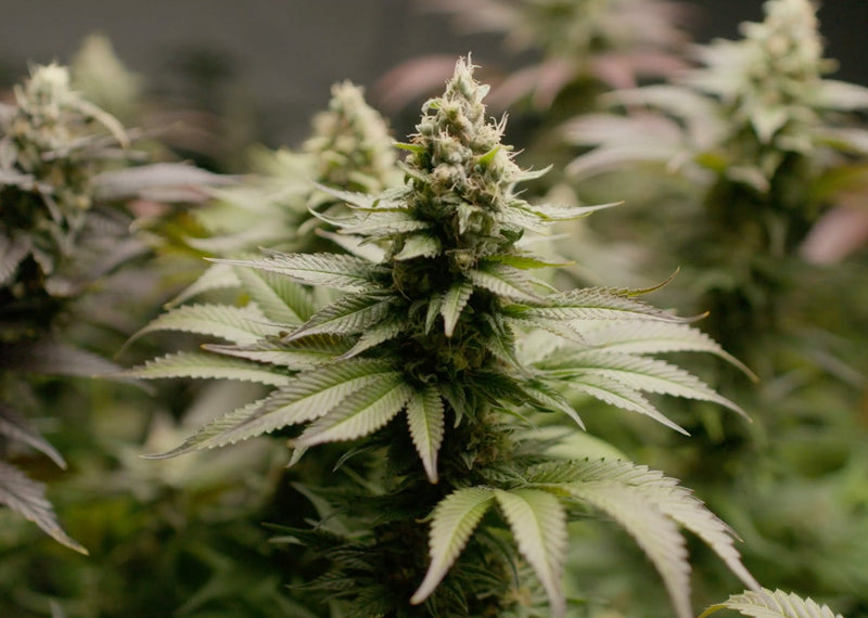 The Power of Terpenes in Cannabis Experience