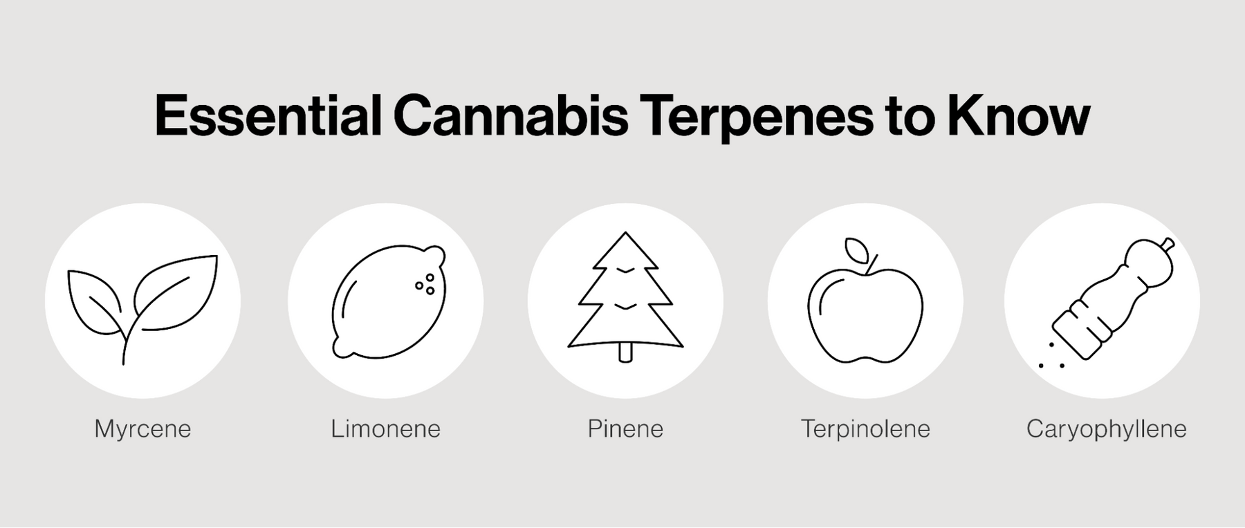 Essential Cannabis Terpenes to Know
